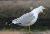 Ring-billed Gull at Westcliff Seafront (Steve Arlow) (31565 bytes)